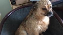 User Profile: DaveTheDogisBestDog