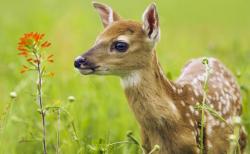 User Profile: FuriousFawn