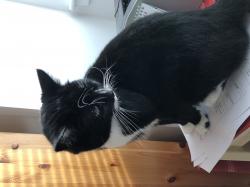 User Profile: catsandtea123