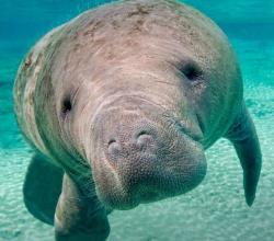 User Profile: littleManatee