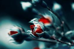 User Profile: AestheticAtom