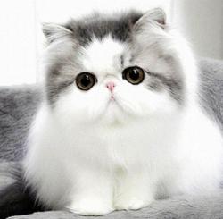 User Profile: CatCrazy0430