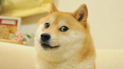 User Profile: Dogie