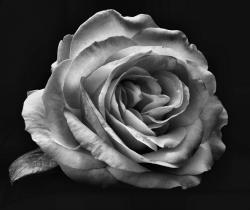 User Profile: White7Rose