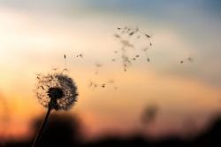 User Profile: brokenflower1902
