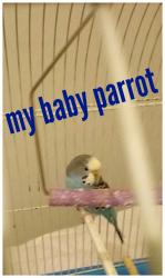 User Profile: Parrot75