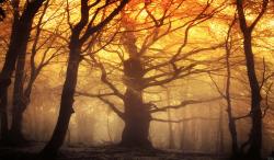 User Profile: goldenWillow