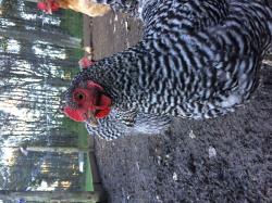 User Profile: Chickens2