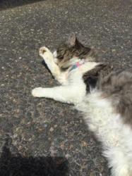 User Profile: kittenz