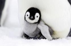 User Profile: iamnotapenguin