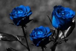User Profile: blueroseMi