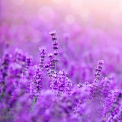User Profile: LavenderComa
