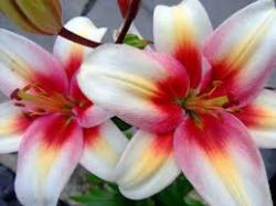 User Profile: CeCe120