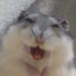 User Profile: insomniacat1