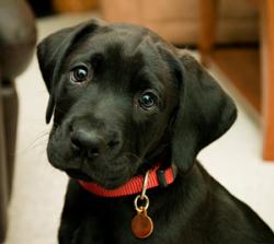 User Profile: BlackLab442A