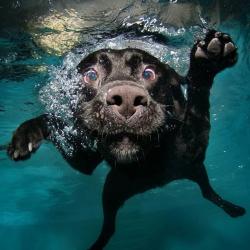 User Profile: blueDog3498