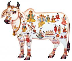 User Profile: Dhavali