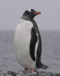 User Profile: gentlepenguin01