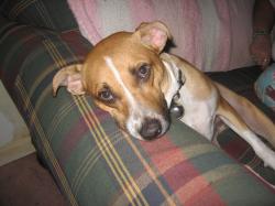 User Profile: Joannspups