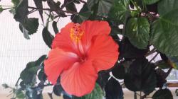 User Profile: warmheartedBlackberry592
