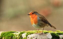 User Profile: Robinatmywindow
