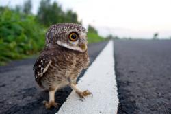 User Profile: OwnableOwl5879