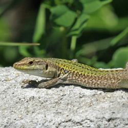 Profile: Lizard1999