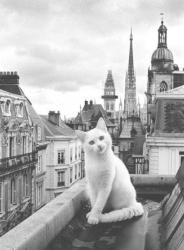 User Profile: BlossomThenDie
