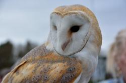 User Profile: Birdie1425