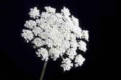 User Profile: turquoiseHemlock900