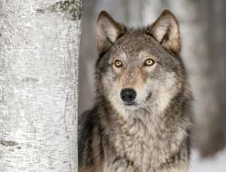 User Profile: IntoTheMountains