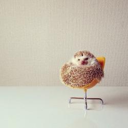 User Profile: BleepBlop