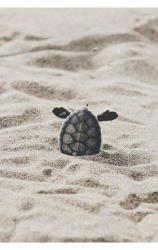 User Profile: MisfitTurtle