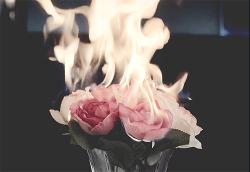 User Profile: redroses05