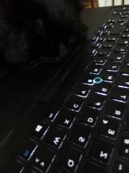 User Profile: Silentechoscream
