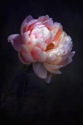 User Profile: WhimsyPeony