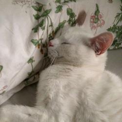 User Profile: plutoboy
