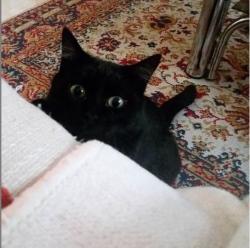 User Profile: MindfullCat