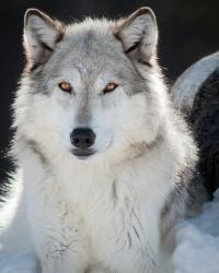 User Profile: Confidentwolf