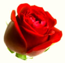 User Profile: bestDay8179