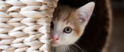 User Profile: CrazyCat13