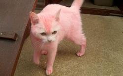 User Profile: pinkcat93