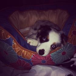 User Profile: BluePawPrints