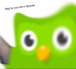 User Profile: LiteSpaghetti