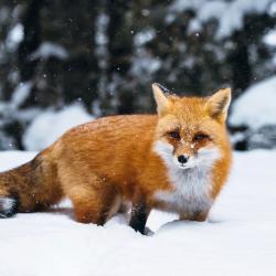 User Profile: AshJ16