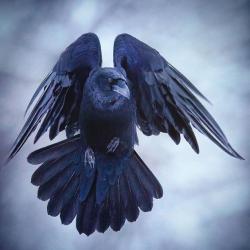 User Profile: RavynStone31