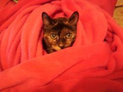 User Profile: PrincessCat