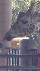 User Profile: GoofyGiraffe109