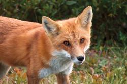User Profile: AlexFox800