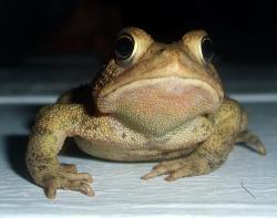 User Profile: decisivePine3191